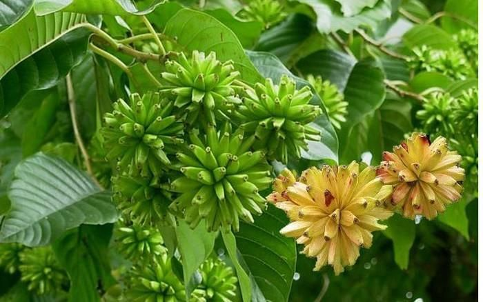 Tại vườn thực vật tỉnh Quý Châu, Trung Quốc, hai cây hỉ thụ tuổi thọ 115 năm mọc cạnh nhau, khoảng cách giữa chúng chưa đầy hai mét.