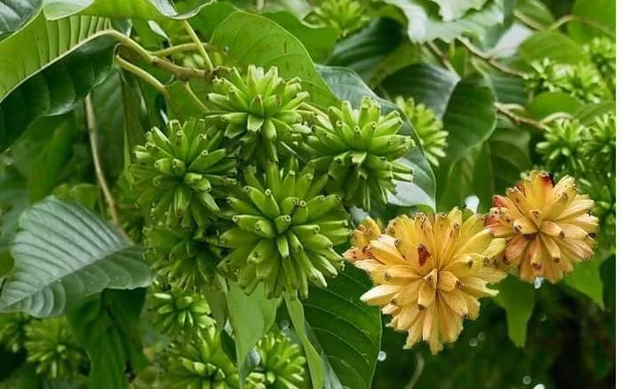 Tại vườn thực vật tỉnh Quý Châu, Trung Quốc, hai cây hỉ thụ tuổi thọ 115 năm mọc cạnh nhau, khoảng cách giữa chúng chưa đầy hai mét.