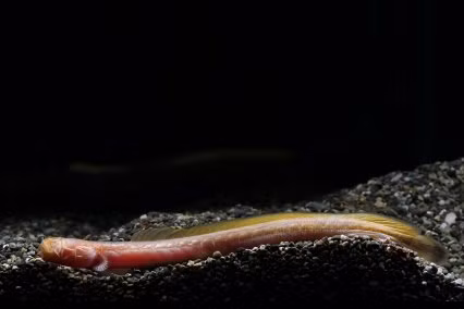 Cá bống giun thường sống ẩn trong lớp bùn dưới đáy sông, do đó mắt của chúng rất nhỏ hoặc thậm chí tiêu biến.