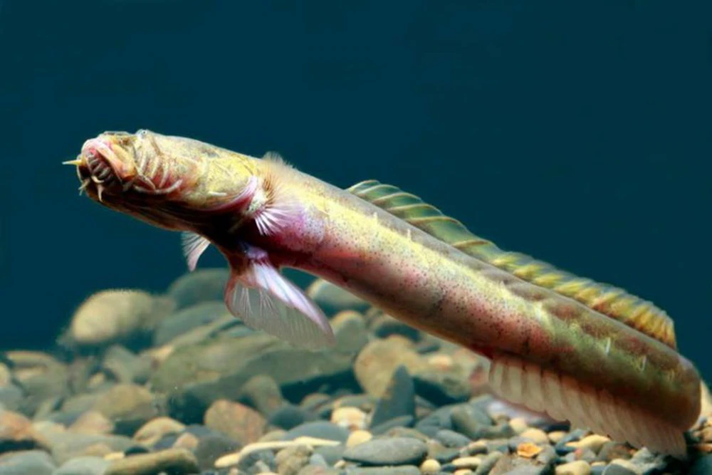 Sau khi chụp ảnh sinh vật bí ẩn, nhóm câu cá đem hình ảnh đến cho một chuyên gia quản lý mục cá tại Bảo tàng Nghệ thuật vùng Bắc Territory để xác định.