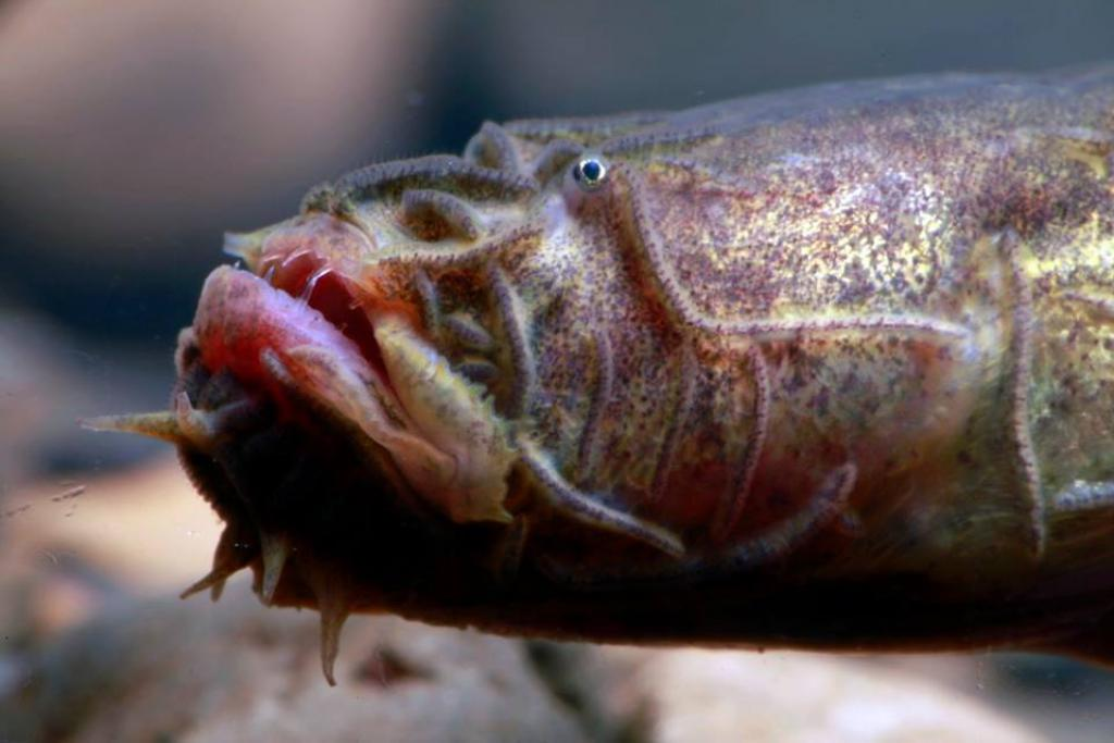 Dù có vẻ ngoài đáng sợ, nhưng cá bống giun không gây nguy hiểm cho con người, vì răng của chúng nhỏ và dễ gãy.