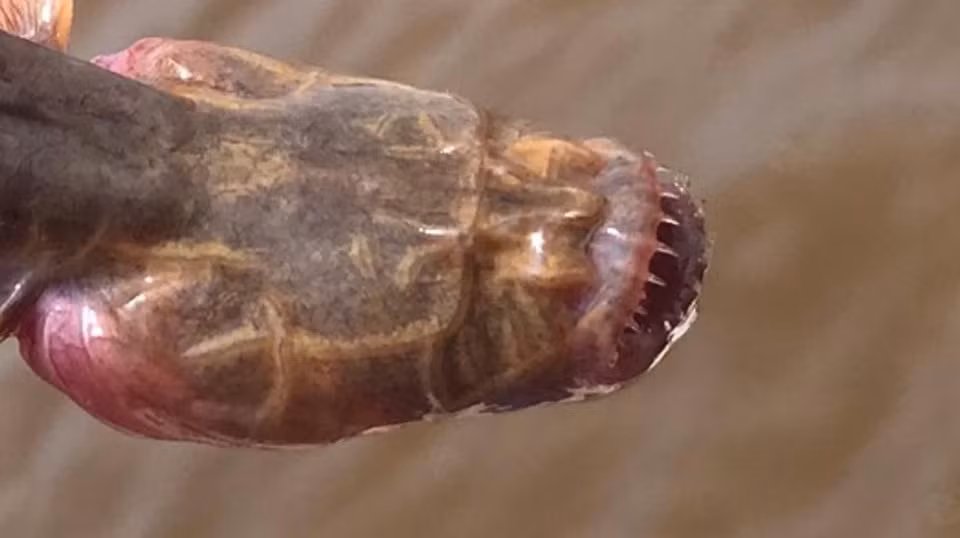 Thông tin về loài cá bống giun hiện còn rất ít, do chúng thường sống ẩn mình và ít khi tiếp xúc với con người.