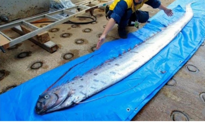 Loài cá này không gây nguy hiểm cho con người và chủ yếu ăn các loài sinh vật phù du nhỏ.