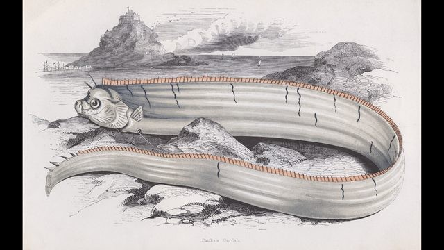 Theo niềm tin truyền thống của người Nhật Bản, cá mái chèo xuất hiện nhiều có thể là điềm báo cho một trận động đất sắp xảy ra.