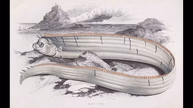 Theo niềm tin truyền thống của người Nhật Bản, cá mái chèo xuất hiện nhiều có thể là điềm báo cho một trận động đất sắp xảy ra.