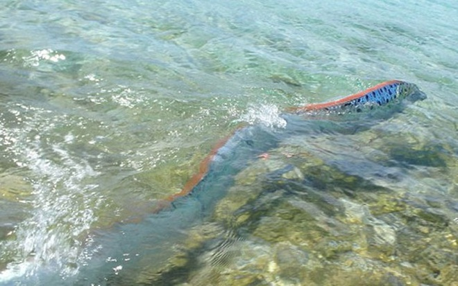 Các nhà khoa học lý giải rằng áp lực trong các lớp đá có thể tạo ra điện tích tĩnh khi động đất xảy ra, khiến các ion tích điện được giải phóng trong nước. Điều này có thể là lý do tại sao trước các trận động đất, người ta thường thấy cá mái chèo bị mắc cạn, dạt vào bờ.