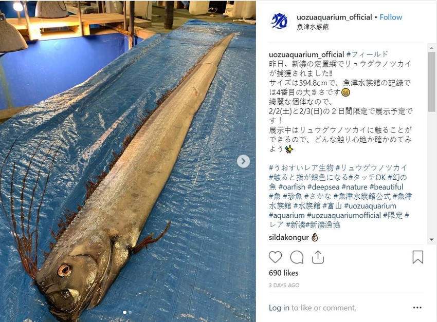 Trước trận động đất và sóng thần năm 2011 tại Nhật Bản, có khoảng 20 con cá mái chèo bị mắc cạn trên bờ biển.