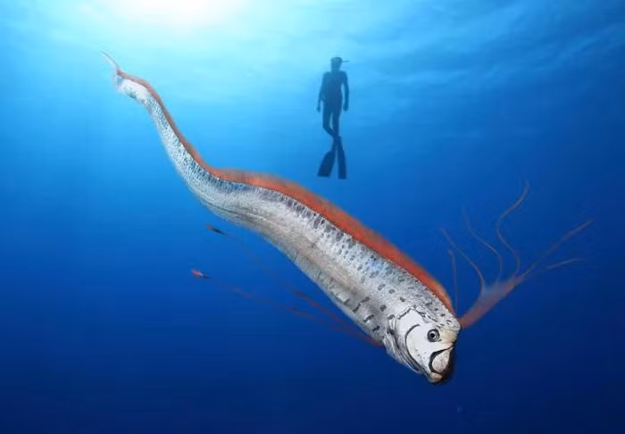  Cá mái chèo, còn được gọi là cá rồng biển namazu, là một loài cá sống ở độ sâu khoảng 1.000m dưới mực nước biển và là loài cá có xương dài nhất thế giới, với chiều dài lên tới 17m và cân nặng tới 270kg.