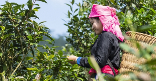Chè Shan tuyết cổ thụ đã được trồng qua nhiều thế hệ bởi người dân tộc Tày, Dao, Mông.