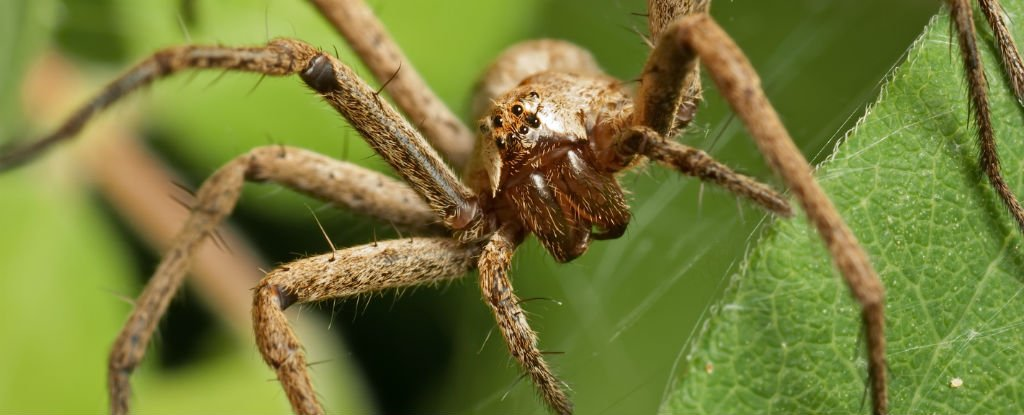Các nhà nghiên cứu cũng chưa rõ liệu nhện cái bị bất động do cú cắn của nhện đực hay chỉ đơn giản là dấu hiệu chấp nhận của nhện cái khi nhện đực tiếp cận.