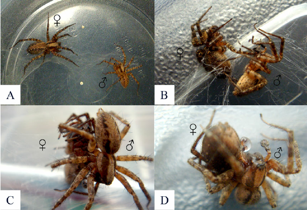 Nhện cái sau đó trở nên bất động và không còn khả năng phản kháng. Sau khi hoàn thành quá trình giao phối, nhện cái tự giải thoát bằng cách xé rách tơ mà nhện đực đã sử dụng để trói chặt.