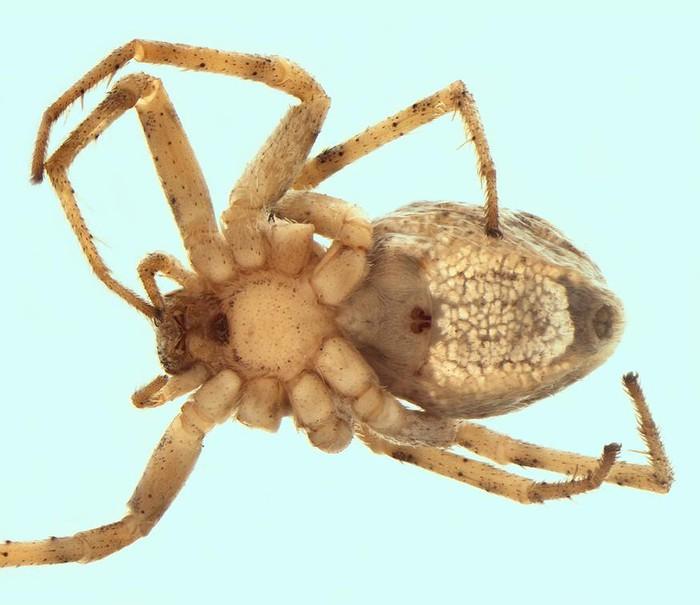 Nhà nghiên cứu cho rằng nhện đực sử dụng chiến thuật cưỡng ép này để tránh bị nhện cái lớn hơn ăn thịt và đối phó với sự kháng cự. Nhện cái nằm bất động mang lại lợi thế cho con đực nếu nhện cái cố gắng tấn công và ăn thịt trong quá trình giao phối.