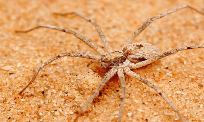 Một nghiên khác trước đó cũng đã giải mã một nghi thức giao phối đáng sợ khác của loài nhện. Các nhà khoa học đã phát hiện ra rằng nhện đực thuộc loài Thanatus fabricii có thể cưỡng ép nhện cái để tránh bị ăn thịt trong quá trình giao phối.