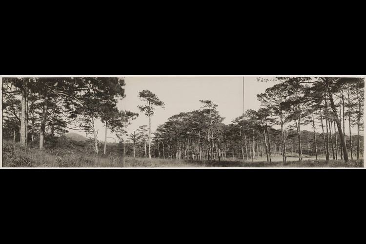 Rừng thông bên rìa cao nguyên Lang Biang.