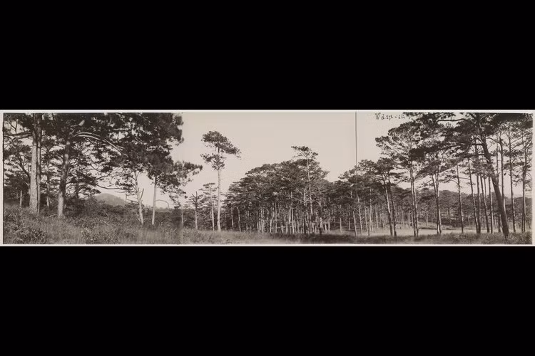 Rừng thông bên rìa cao nguyên Lang Biang.