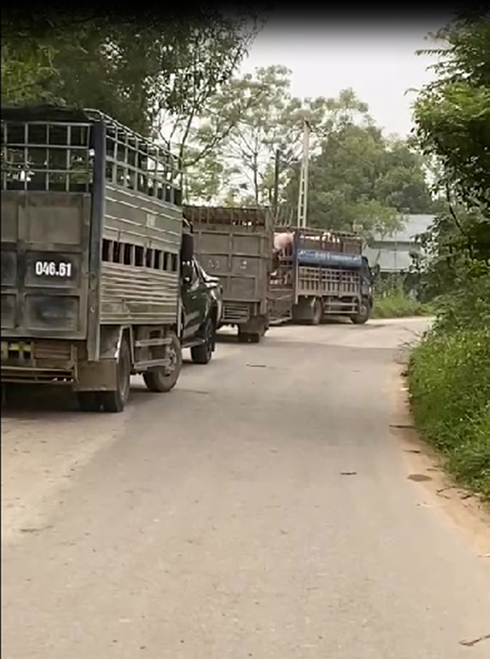 View - Phú Thọ: Người dân bức xúc trại lợn gây ô nhiễm | Báo Tri thức và Cuộc sống - TIN TỨC PHỔ BIẾN KIẾN THỨC 24H