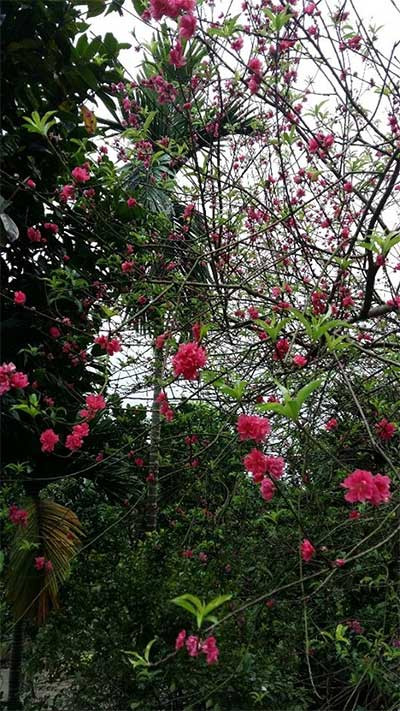 Hoa dao no bat thuong khi chom thu