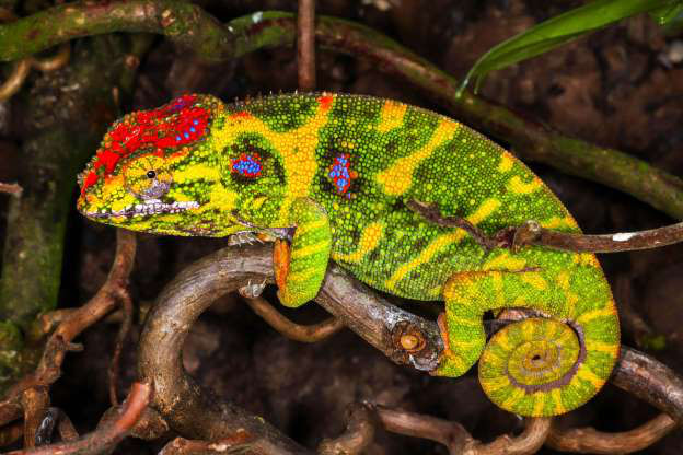 Tắc kè hoa Lesser.