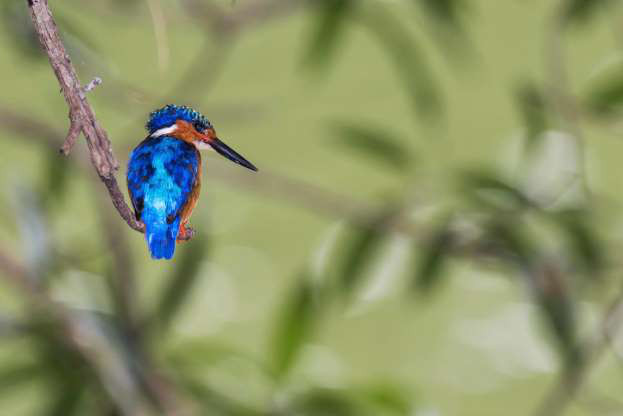 Chim bói cá Malagasy.