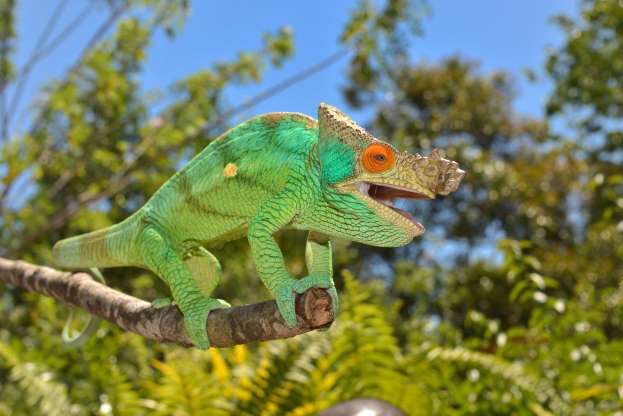 Tắc kè hoa Parson, loài động vật kỳ lạ.