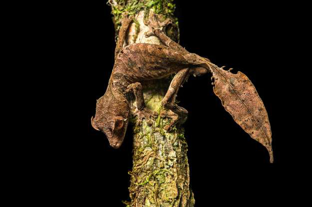 Thằn lằn đuôi lá Satanic.