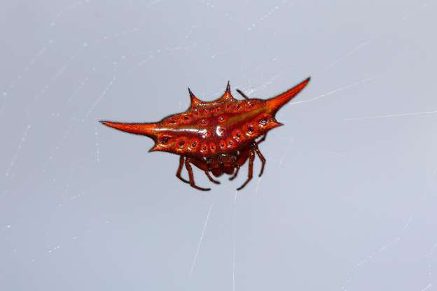 Nhện độc đỏ.