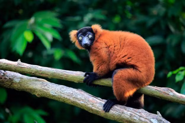 Vượn cáo cổ khoang đỏ.