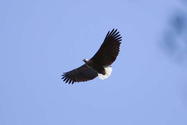 Đại bàng đầu trắng Madagascar.