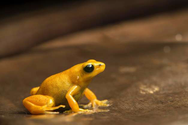 Ếch độc Mantella.