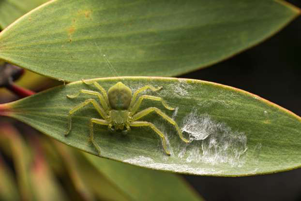 Nhện Micrommanta có khả năng ngụy trang.