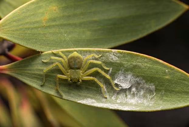 Nhện Micrommanta có khả năng ngụy trang.