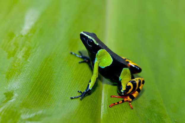 Ếch độc Mantella Madagasca.