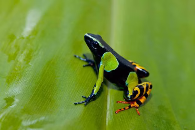 Ếch độc Mantella Madagasca.