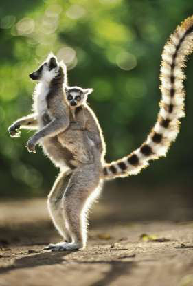 Vượn cáo đuôi vòng.