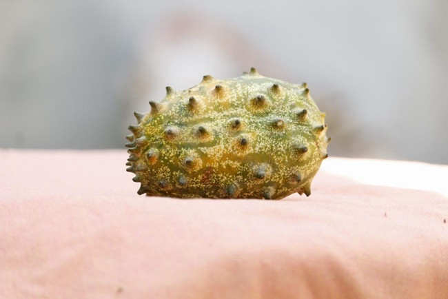 Ở nước ngoài giá bán loại quả này cũng ở nhiều mức, có trang web rao bán với giá 22,6 USD/4 quả.