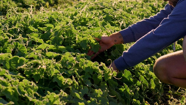 Có trang tin còn so sánh nó như một loại quả "ngoài hành tinh".