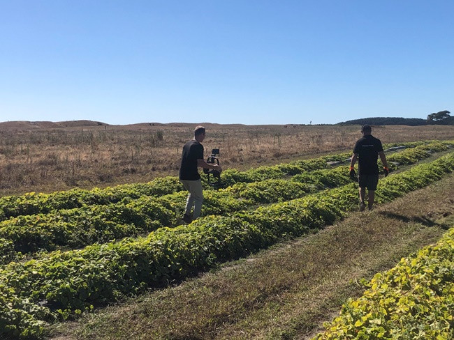 Loại dưa này được cho là xuất hiện từ cách đây 3000 năm, tại sa mạc Kalahari.