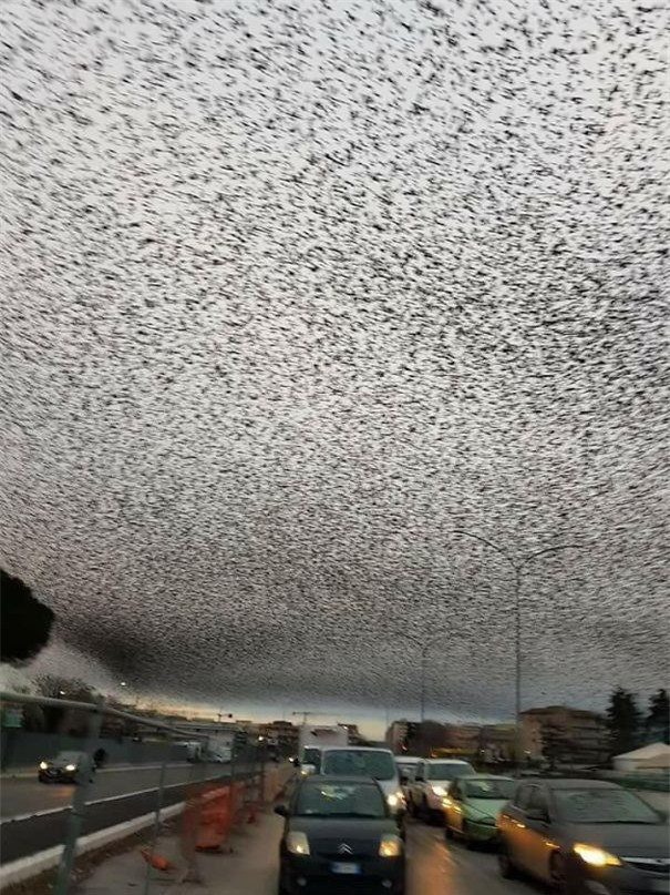 Đàn chim khổng lồ bay kín bầu trời thủ đô Rome, Italy.