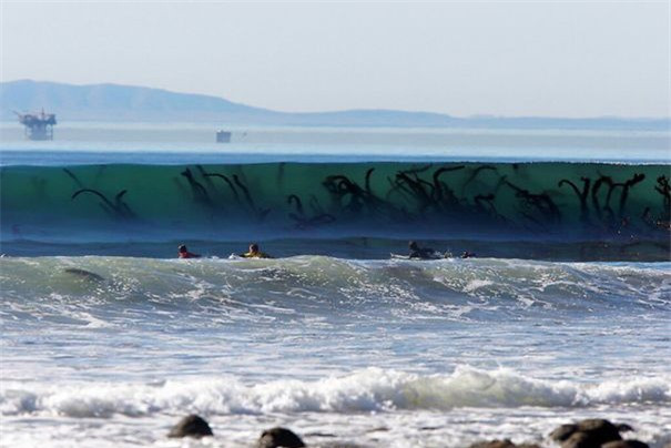 Cỏ biển trong con sóng trông giống như đàn rắn khổng lồ.