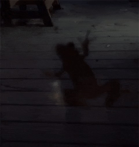 Đom đóm vẫn phát sáng sau khi bị một con ếch nuốt chửng vào bụng.