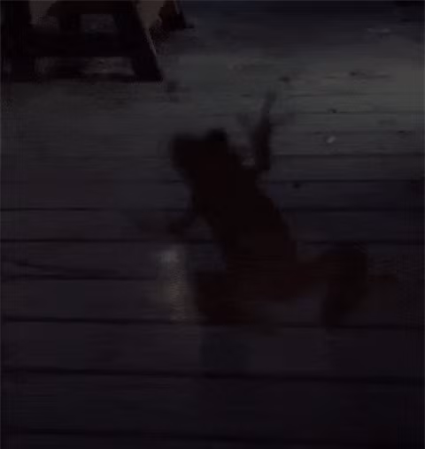 Đom đóm vẫn phát sáng sau khi bị một con ếch nuốt chửng vào bụng.