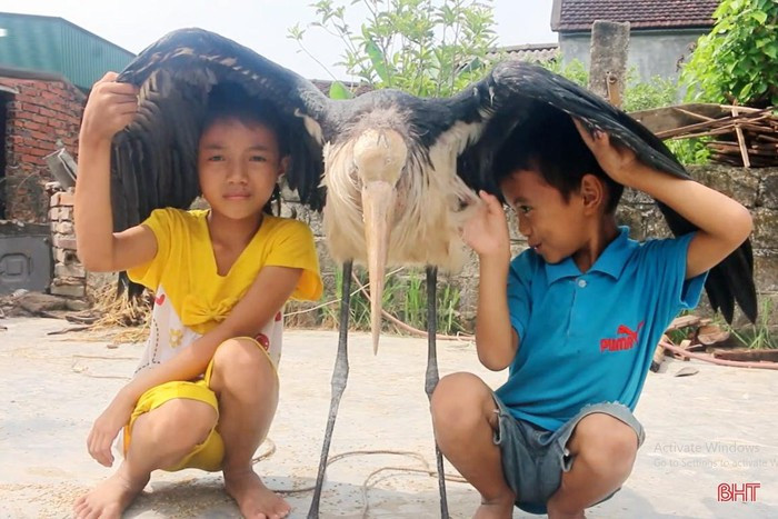 Ha Tinh: Sung sot bat duoc chim la khong lo, sai canh 2m