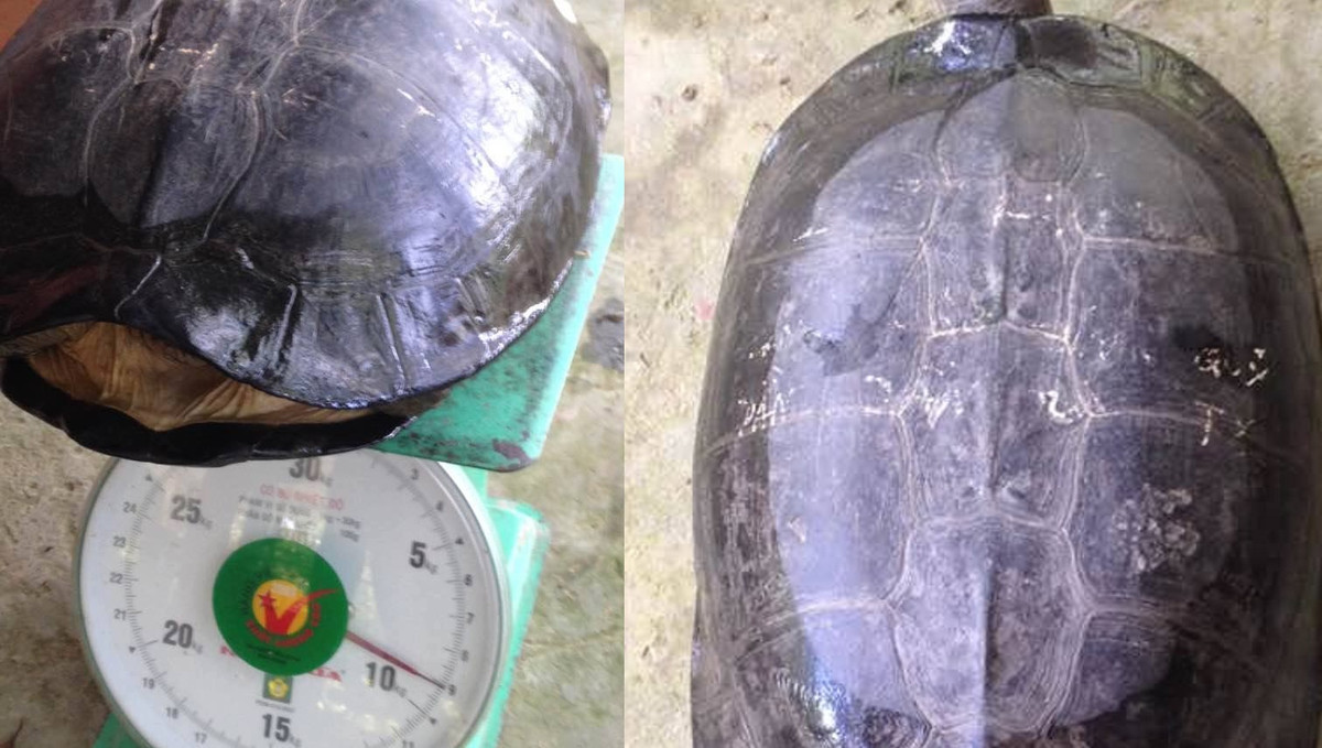 Phat hien rua la co khac chu “quy ty” tren mai