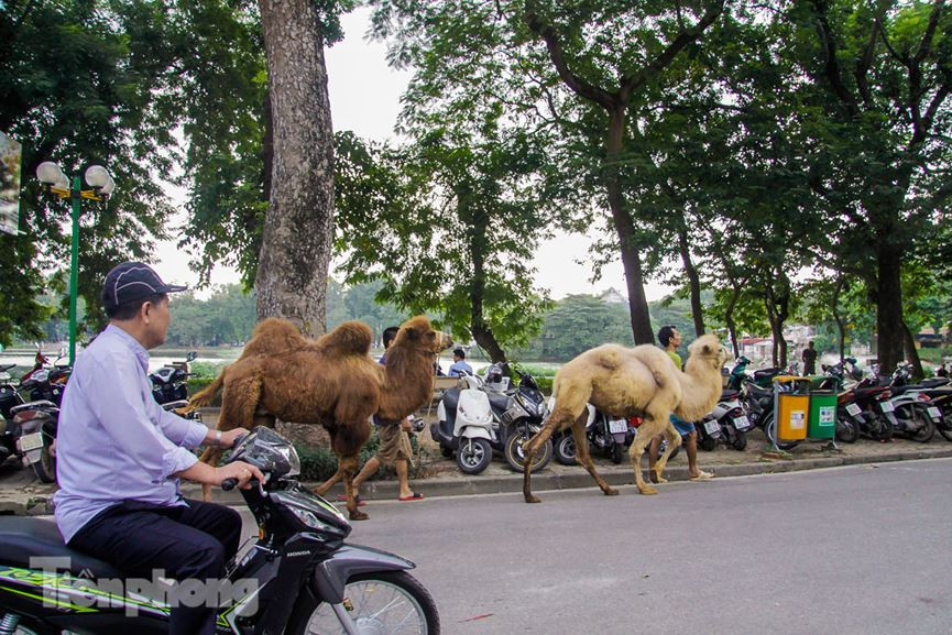 Hai chú lạc đà khiến mọi người không rời mắt.