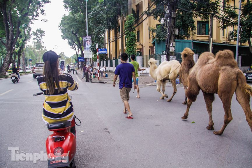 Thậm chí còn tranh thủ ghi lại hình ảnh độc đáo này.