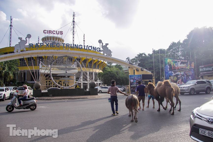 Lạc đà bước về phía Rạp xiếc Trung ương sau khi đi 1 vòng hồ Thiền Quang.