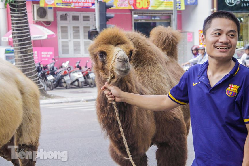 Chủ nhân của hai chú lạc đà cho biết,hiện tại đang được chăm sóc và nuôi bởi các thành viên của rạp xiếc.