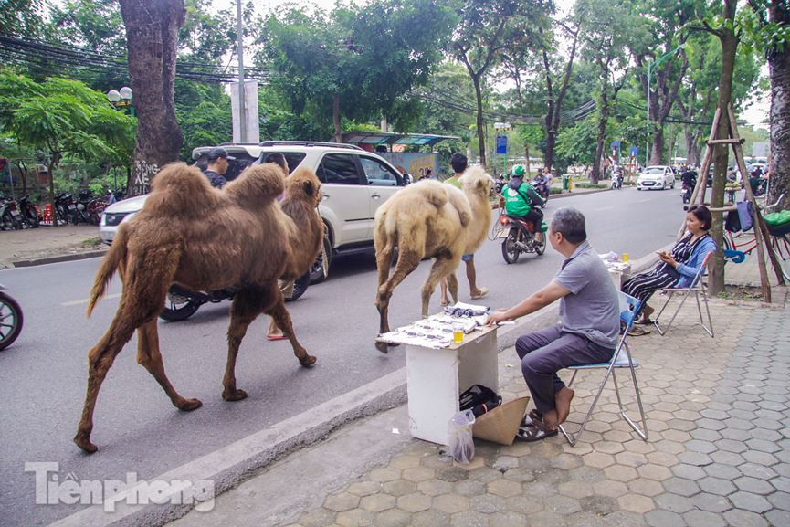 Mọi người thích thú nhìn những chú lạc đà lạ lẫm bước trên phố.