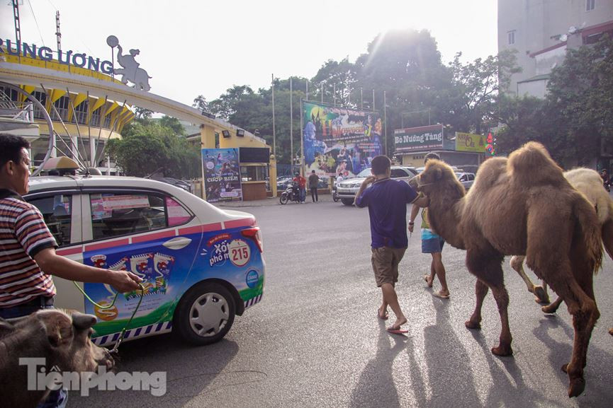 "Tôi đưa lạc đà đi dạo quanh hồ Thiền Quang là để chúng thích nghi với khí hậu và không bí bách khi ở một chỗ", chủ nhân của hai chú lạc đà chia sẻ.