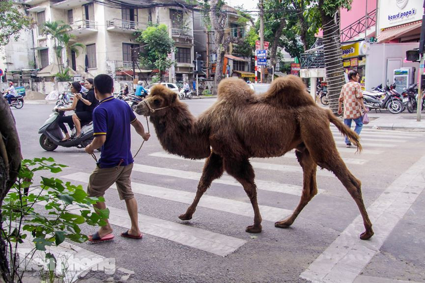 Hình ảnh chỉ thấy trên sa mạc nay xuất hiện ngay tại Thủ đô.